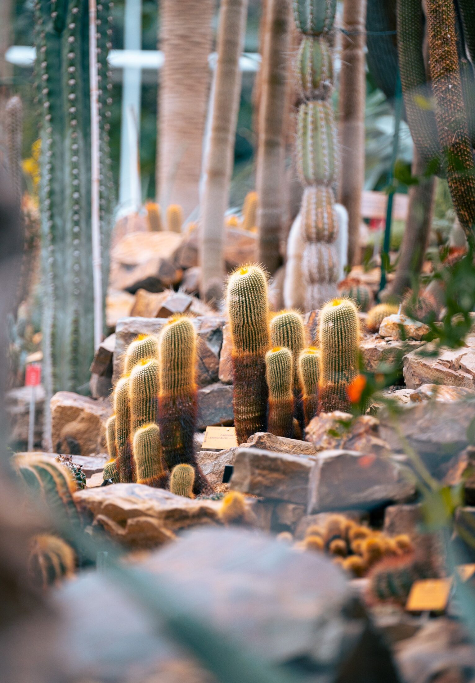 Close up van een cactus in de serre van de Plantentuin van Meise