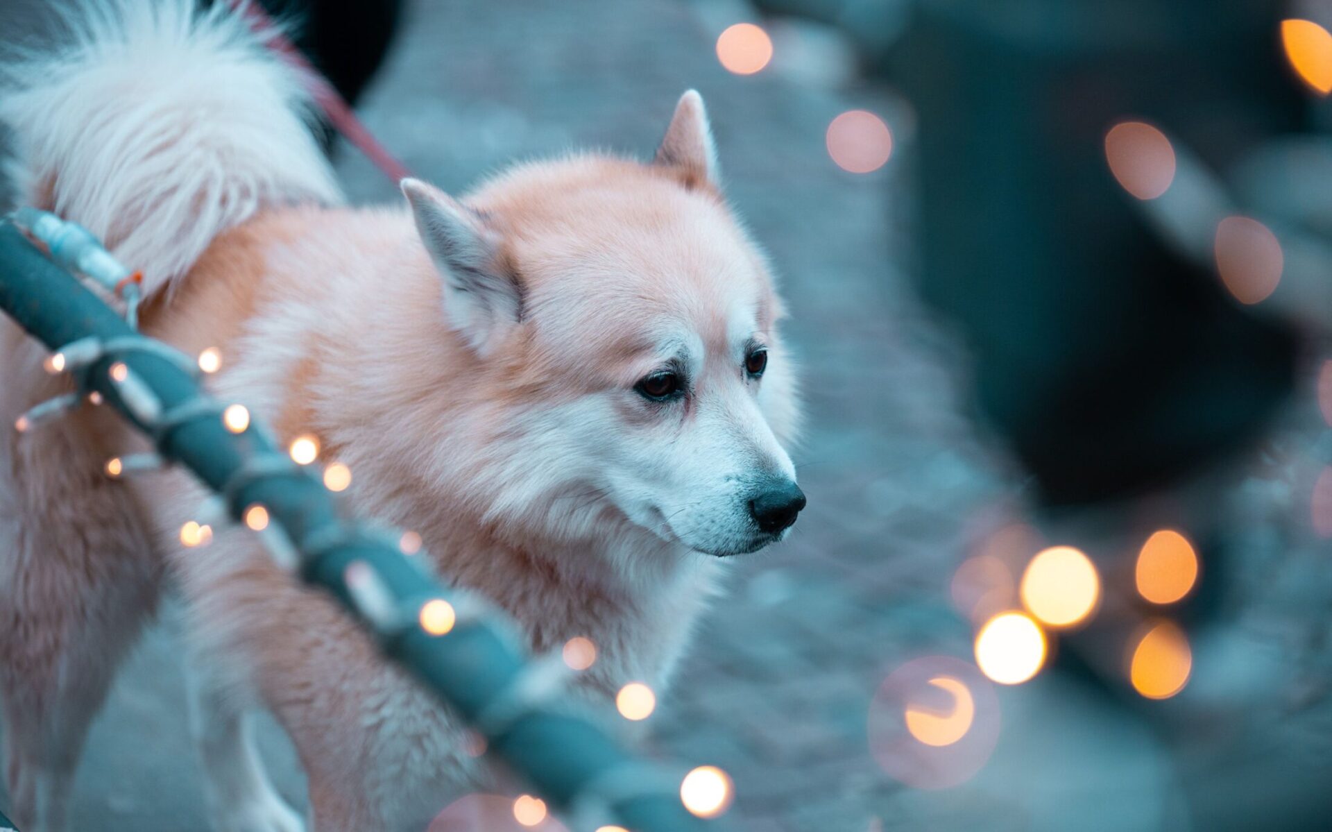 Foto van een hond met kerstverlichting er rond